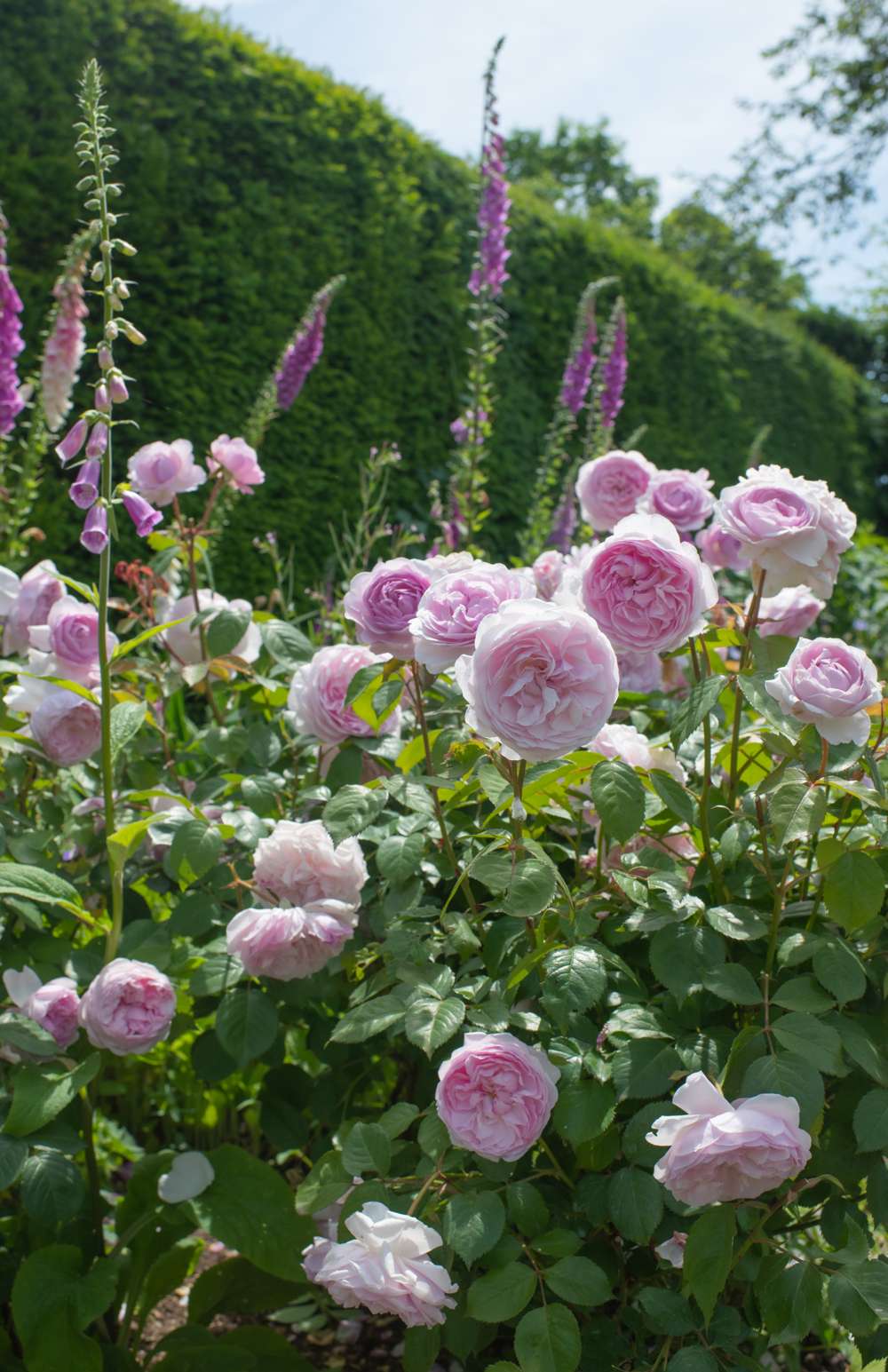 Rose 'Olivia Rose Austin®' (Ausmixture)